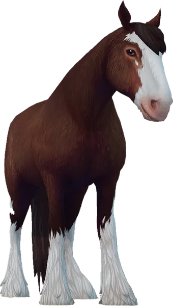 Clydesdale, Dark Bay Sabino