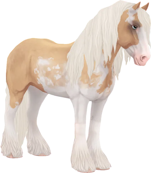 Irish Cob, Palomino Sabino