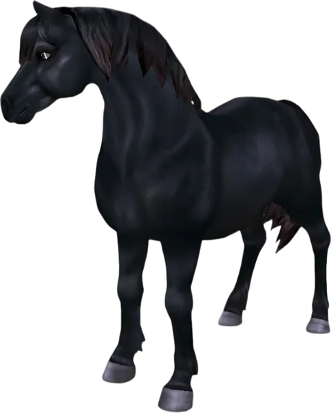 Welsh Pony, Black