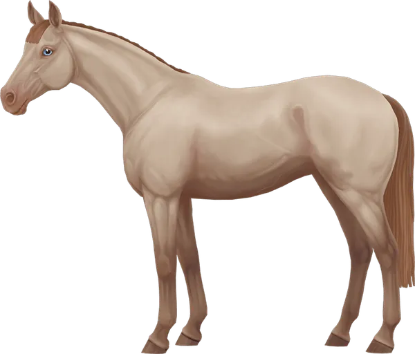 English Thoroughbred, Perlino