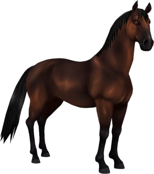 Lipizzaner, Bay
