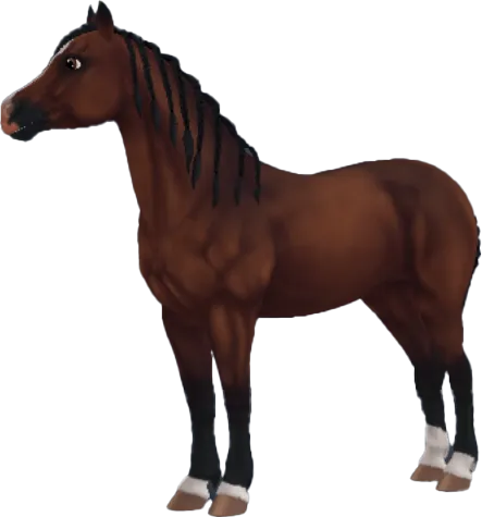 Welsh Pony, Bay