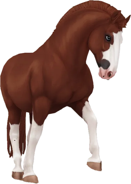 Lipizzaner, Chestnut Sabino