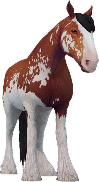 Clydesdale, Light Bay Sabino