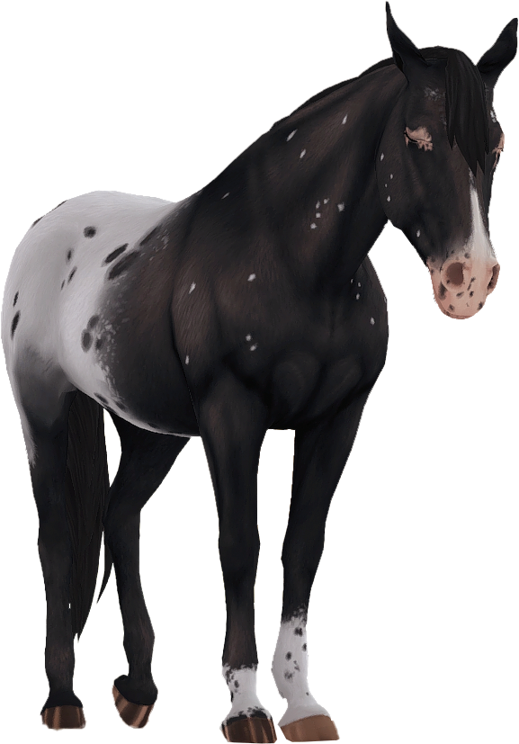 Appaloosa in Star Stable Online