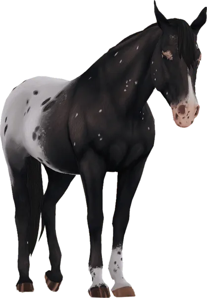 Appaloosa, Black Snowflake Extended Blanket