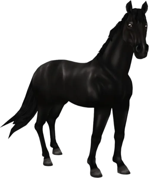 English Thoroughbred, Black