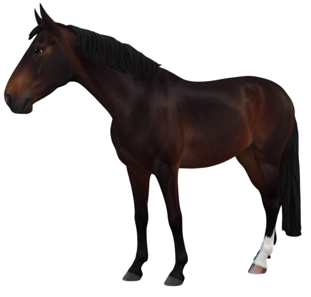 Swedish Warmblood in Star Stable Online