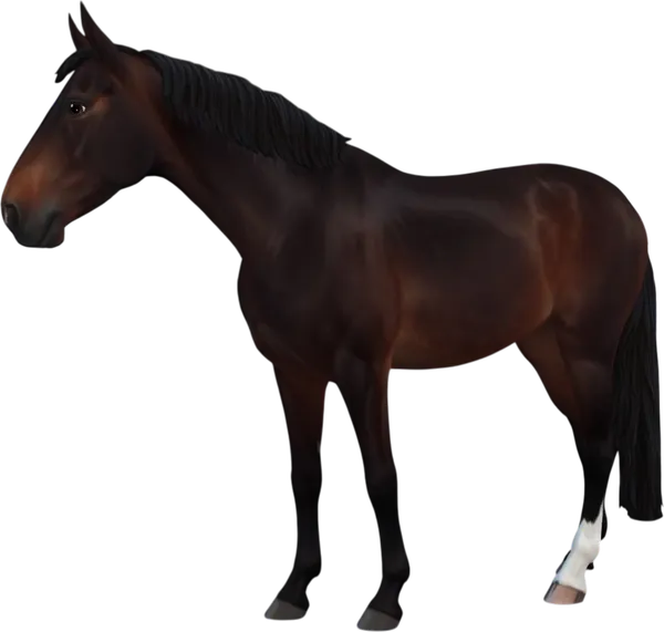 Swedish Warmblood, Seal Bay