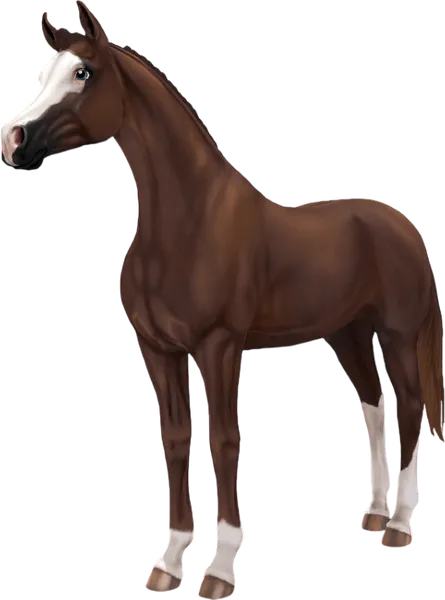 Arabian, Liver Chestnut