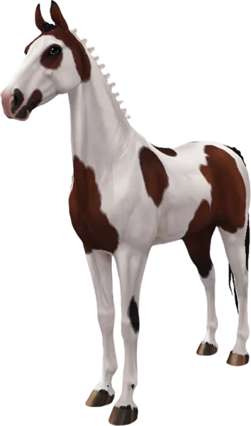 American Saddlebred, Bay Tovero