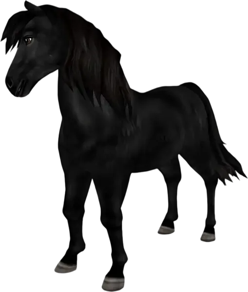 Icelandic Horse, Black