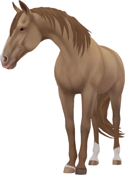 Tennessee Walking Horse, Amber Champagne