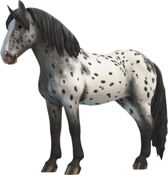 Noriker, Black Varnish Roan Blanket