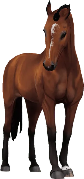 Belgian Warmblood, H&M All In