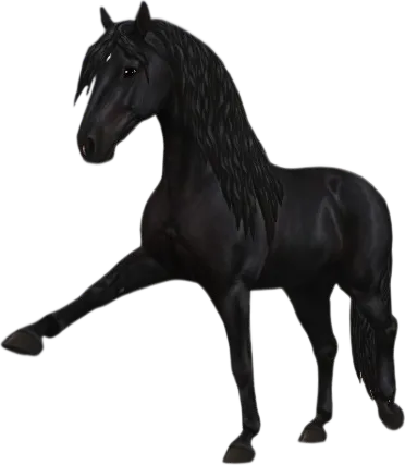 Andalusian, Black