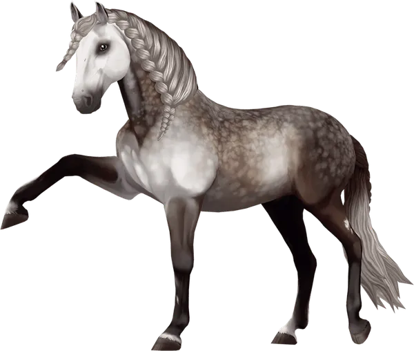 Jorvik Andalusian, Dapple Rose Grey