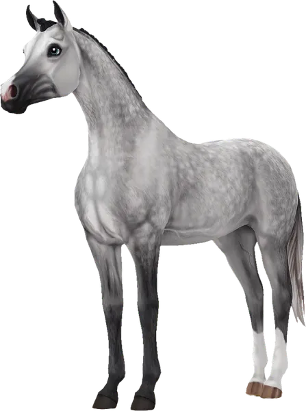 Arabian, Dapple Grey