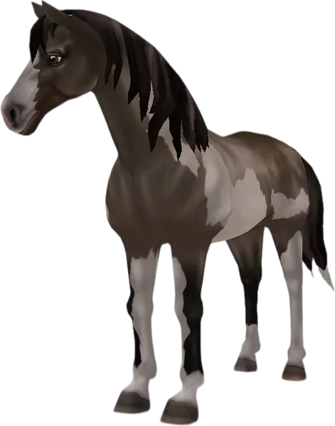 American Paint Horse, Sable Champagne Overo