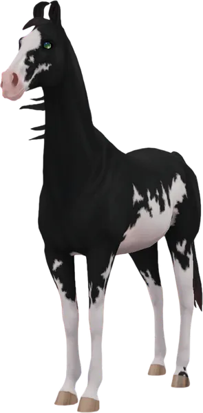 Marwari, Black Sabino