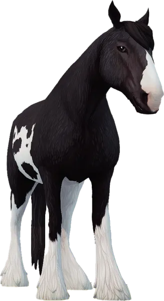 Clydesdale, Black Extensive Sabino