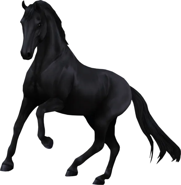Dutch Warmblood, Black