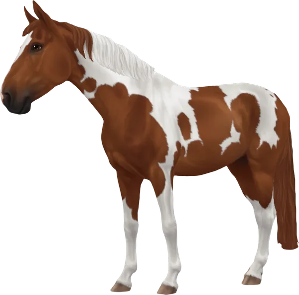 Swedish Warmblood, Chestnut Tobiano