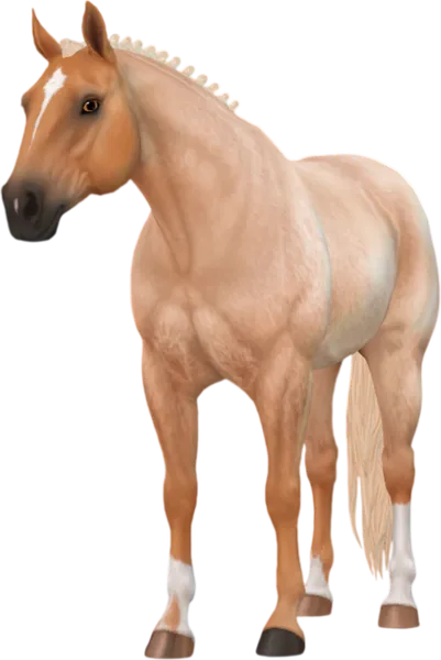 American Quarter Horse, Palomino Roan