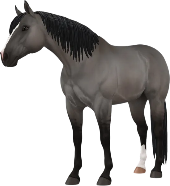 American Quarter Horse, Grullo