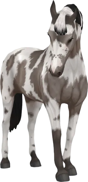 Belgian Warmblood, Sable Champagne Tovero