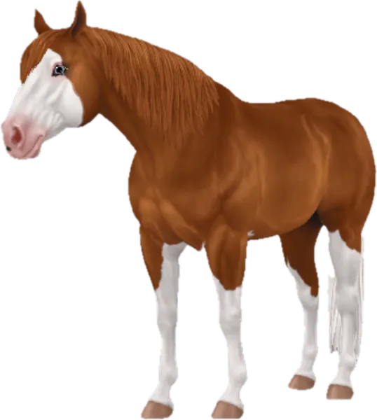 American Quarter Horse, Chestnut Splash