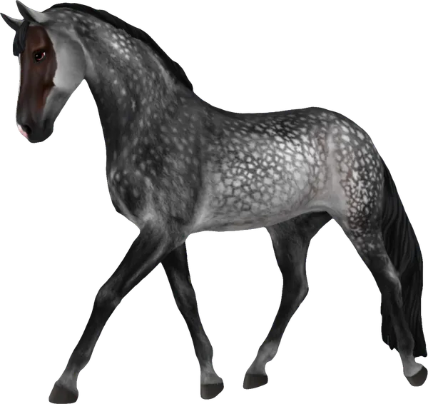 Westphalian, Dapple Gray Blood Shoulder