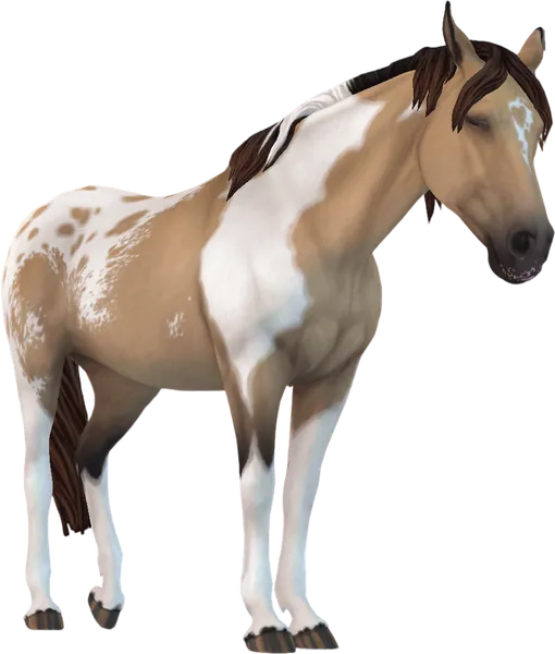 Appaloosa, Buckskin Pintaloosa