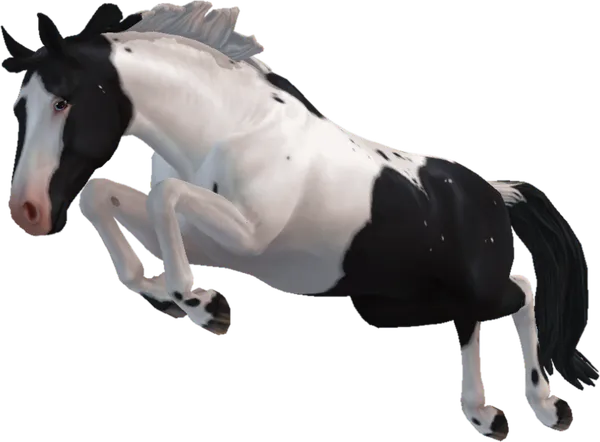 Hanoverian, Piebald Spotted Tobiano