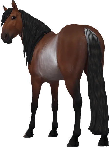 Jorvik Mountain Horse, Mahogany Bay Rabicano