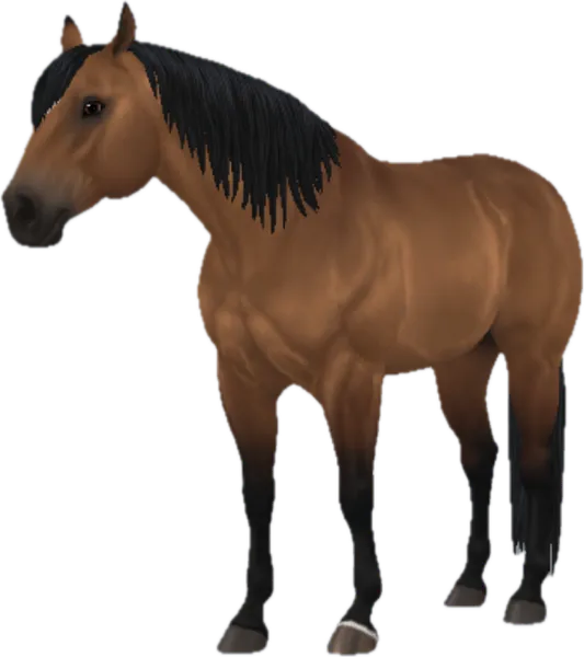 American Quarter Horse, Bay